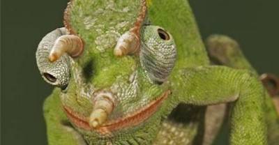 WTF, Evolution?! 10 Animals That Prove Nature Is Out Of Its Mind