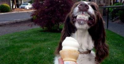 Did You Ever Try To Give Your Pet An Ice-Cream? Well These Animals Look So Cute Having An Ice-Cream
