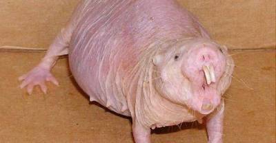 Animals That Are Strange But Actually Exists! #7 & #12 Will Freak You Out!