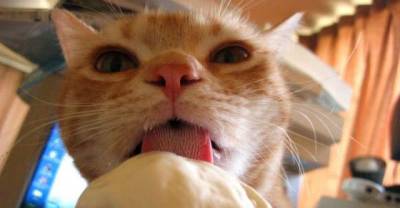 Kitty's Attack On Ice-Cream