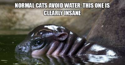 This is totally the worst cat EVER!