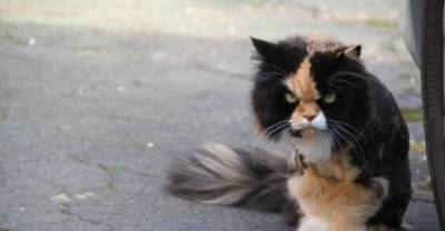 19 Monday Struggles As Told By Cats