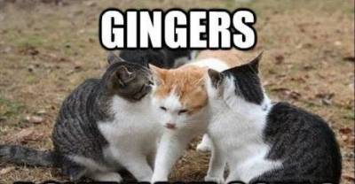 They say gingers have no souls... does this apply to cats as well?