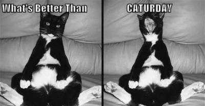 Oh its Caturday night and I'm feeling right