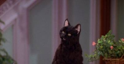 The Greatest Things Ever Said By Salem The Cat