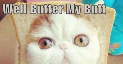 Cat Breading taking the internet by storm