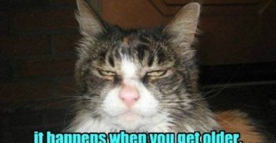 Cats Have Senior Moments Too