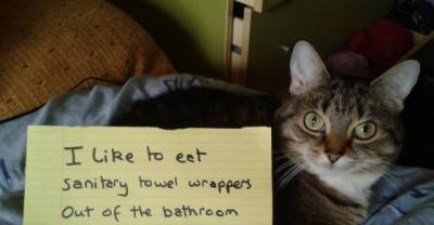 More of the Naughtiest Cats on the Internet