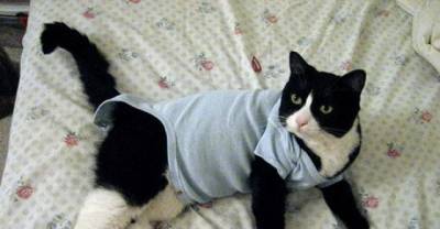 You Really Are The Cat's Pajamas
