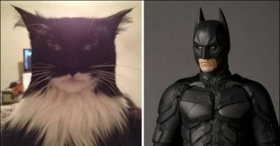 11 Cats Who Look Exactly Like Famous Celebrities