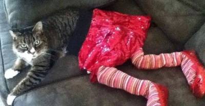 15 Fabulous Cats In Tights