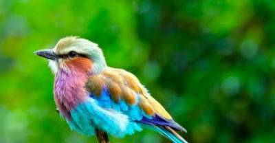 26 Most Spectacularly Colorful Animals