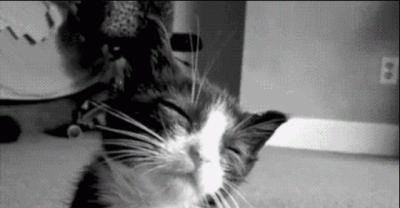 Why Nap Time Should Be Mandatory, As Told By Cats
