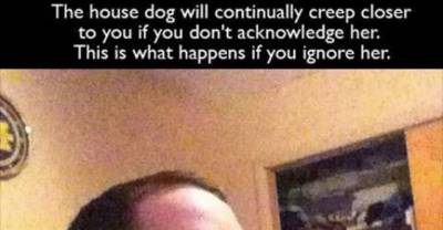 30 Hilarious Images Only Dog Owners Will Appreciate.