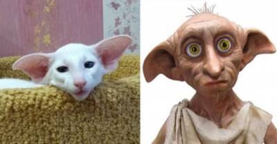 Cats That Look Like Other Things