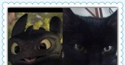 Toothless...flying dragon or winged cat?