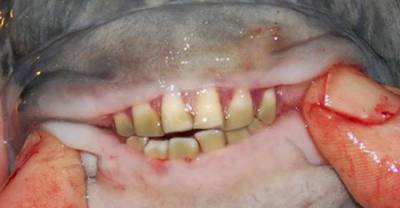 Would You Eat Fish With a Human Like Teeth? I Think I'll Pass!