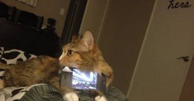 Perfect And Adorable Uses For Your Cat