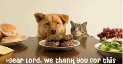 Happy Cats-giving