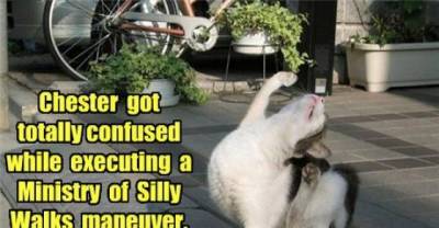 Ministry of Silly Walks - Feline Division