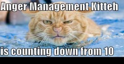 Anger Management Is Not Just Working For These Cats