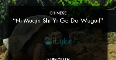 The World's Most Imaginative Insults! #15 Is Hilarious!