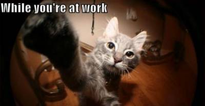 FBI - Feline Bureau of Instigation