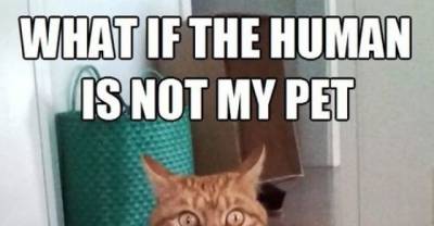 Cats Who Just Realized They&rsquo;re The Pet