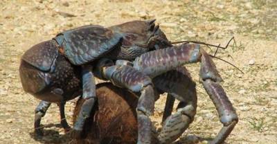 Meet The Coconut Crab, The Monstrous Crustacean That Can Climb Any Tree It Wants!