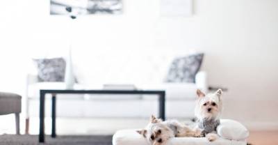 Mod Pet Furniture Nicer Than Your Actual Furniture