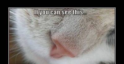 Brilliant Examples of Cat Logic