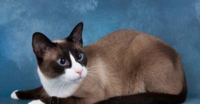 Move over Grumpy Cat...