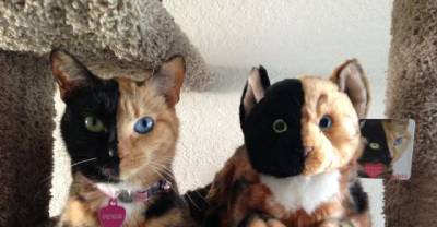 Nature's Paradox...Venus The Cat Has Two Faces! A 100% Real and Superb!