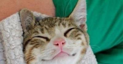 12 Truths All Cat Owners Have Come to Accept