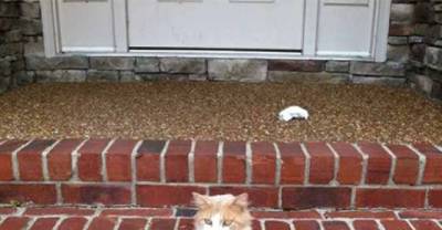 10 Cats Who Are Taking A Moment To Reevaluate Their Lives