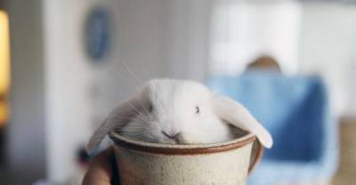 20 Cups Full Of Cuteness