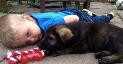 15 Unbelievable Charming Puppies On Their First Day Of Work