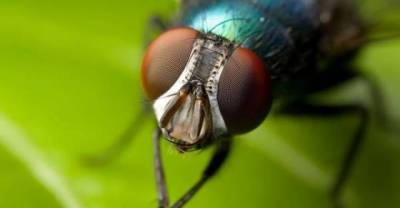 12 Animals Facts You Never Should've Believed Were True
