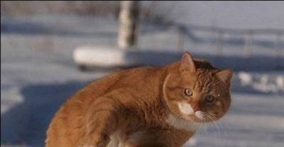 Cats Playing in the Snow