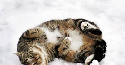 Cats Who Are Too Proud To Admit They Hate Snow