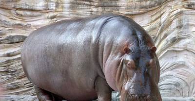 Top 10 of the Most Deadly Animal Species in the World