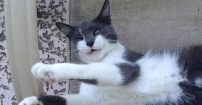 15 Perfect Cat Reactions For Every Thanksgiving Situation