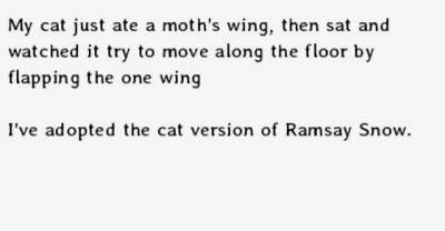 Conversations With My Cat