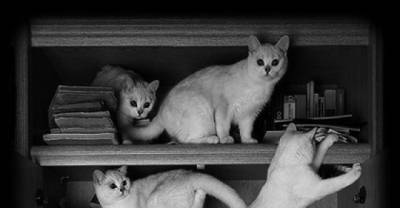 Conversations Every Cat Owner Has Had With Their Pet