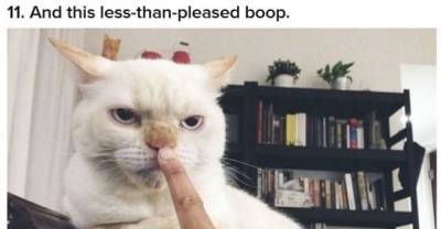 17 Adorable Boops To Get You Through The Week