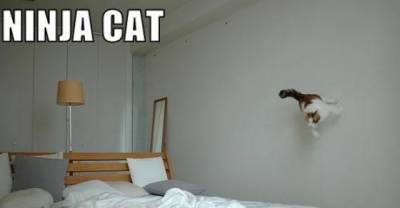 Gravity just does not exist for cats.