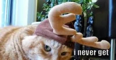 Reindeer Games:  Cat Version
