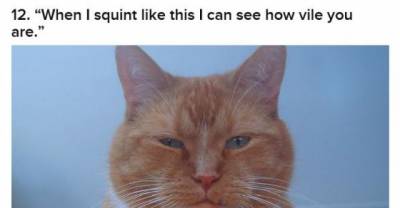 17 Cats Who Are Totally Sick Of Your Games