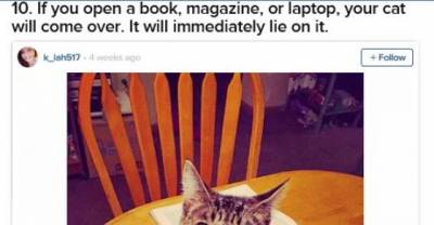 Things You Discover When You Get A Cat