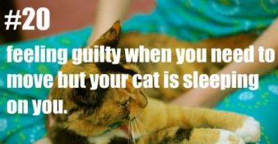 Problems of Cat Ownership We Can All Relate To